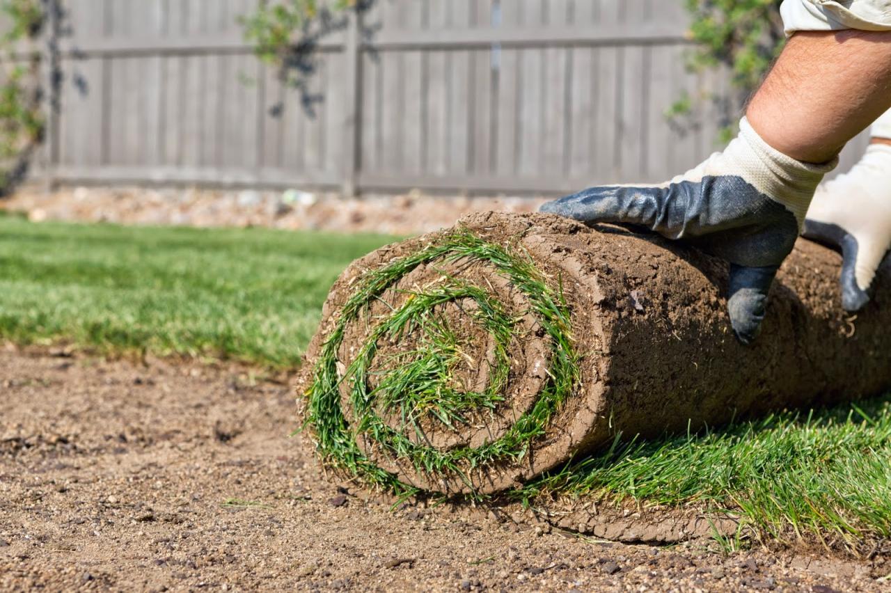 How to sod st augustine grass new lawn