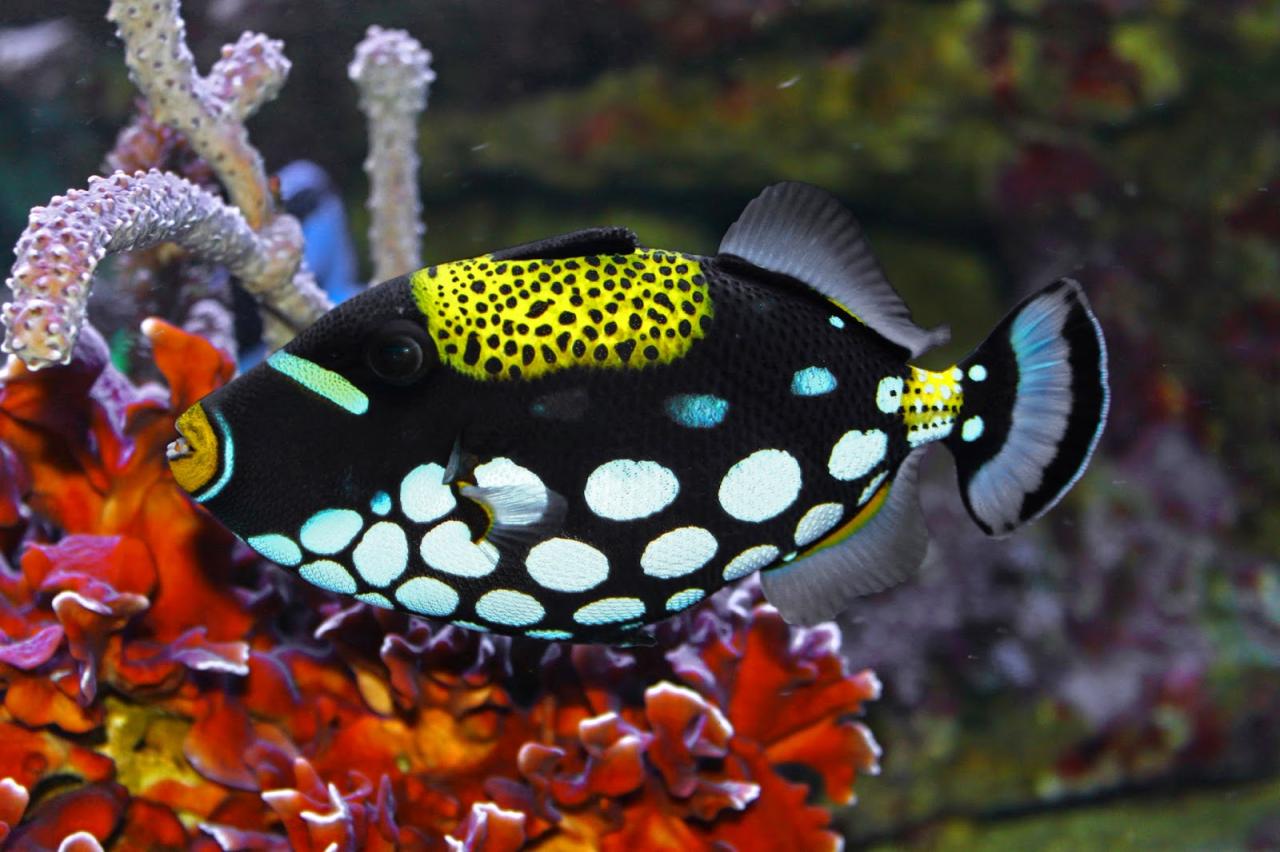 Free Fish, Download Free Fish png images, Free ClipArts on Clipart Library