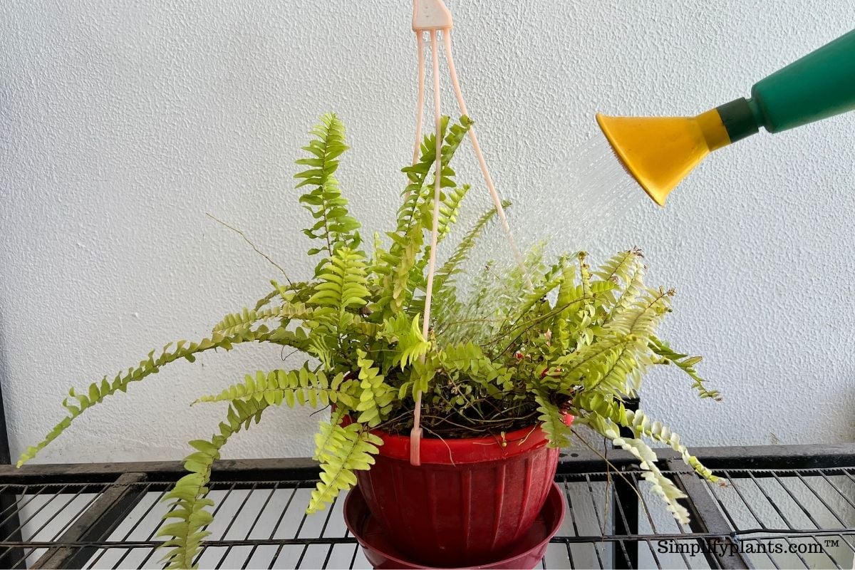 How often to water ferns