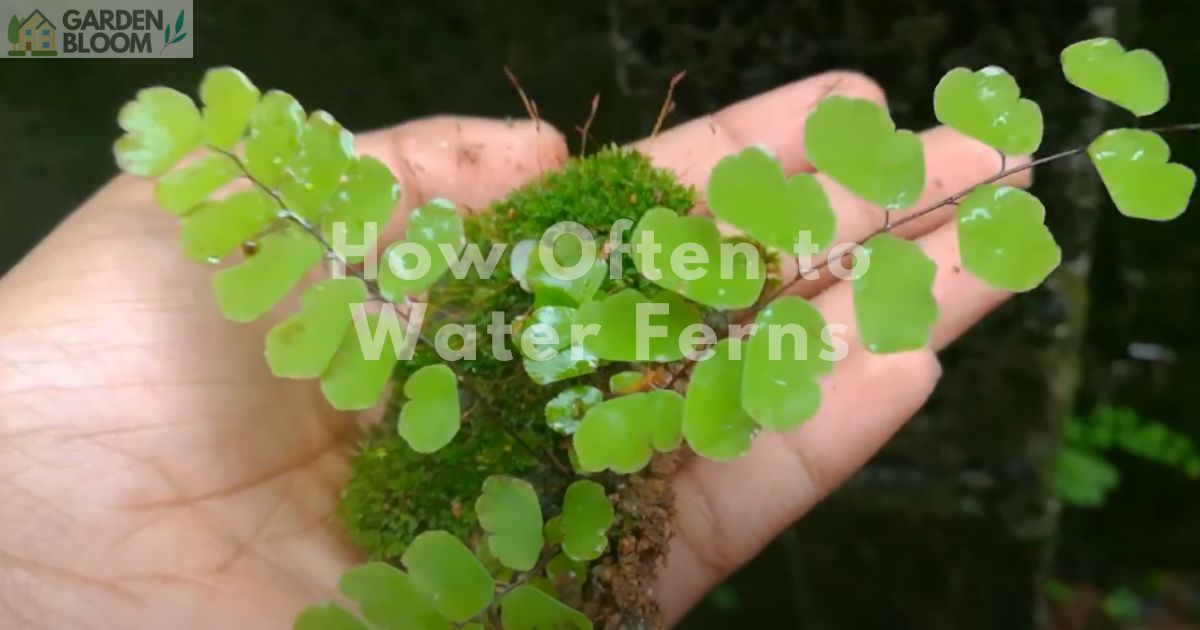 How Often Should You Water Ferns? [COMPLETE CARE GUIDE]