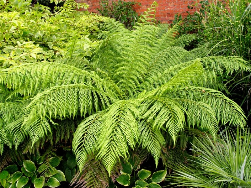 How Often to Water Ferns: A Comprehensive Guide - Northern Nester