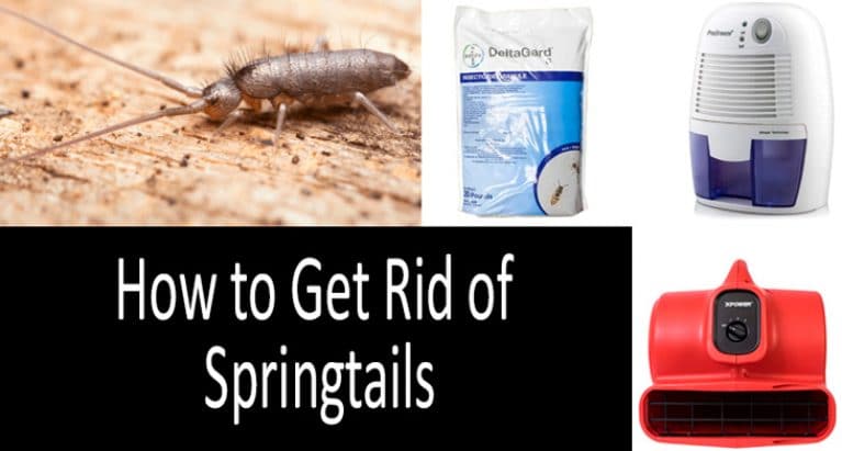 How to get rid of springtails