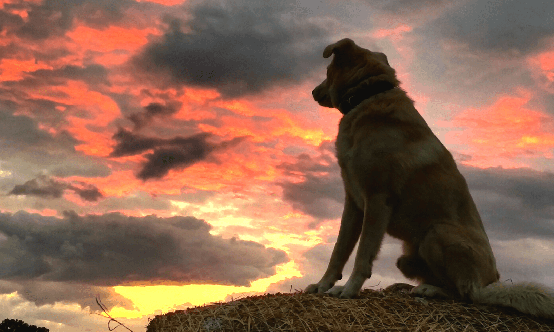 How Much Does It Cost To Cremate A Dog? Find Out Now! - Hope For Pets