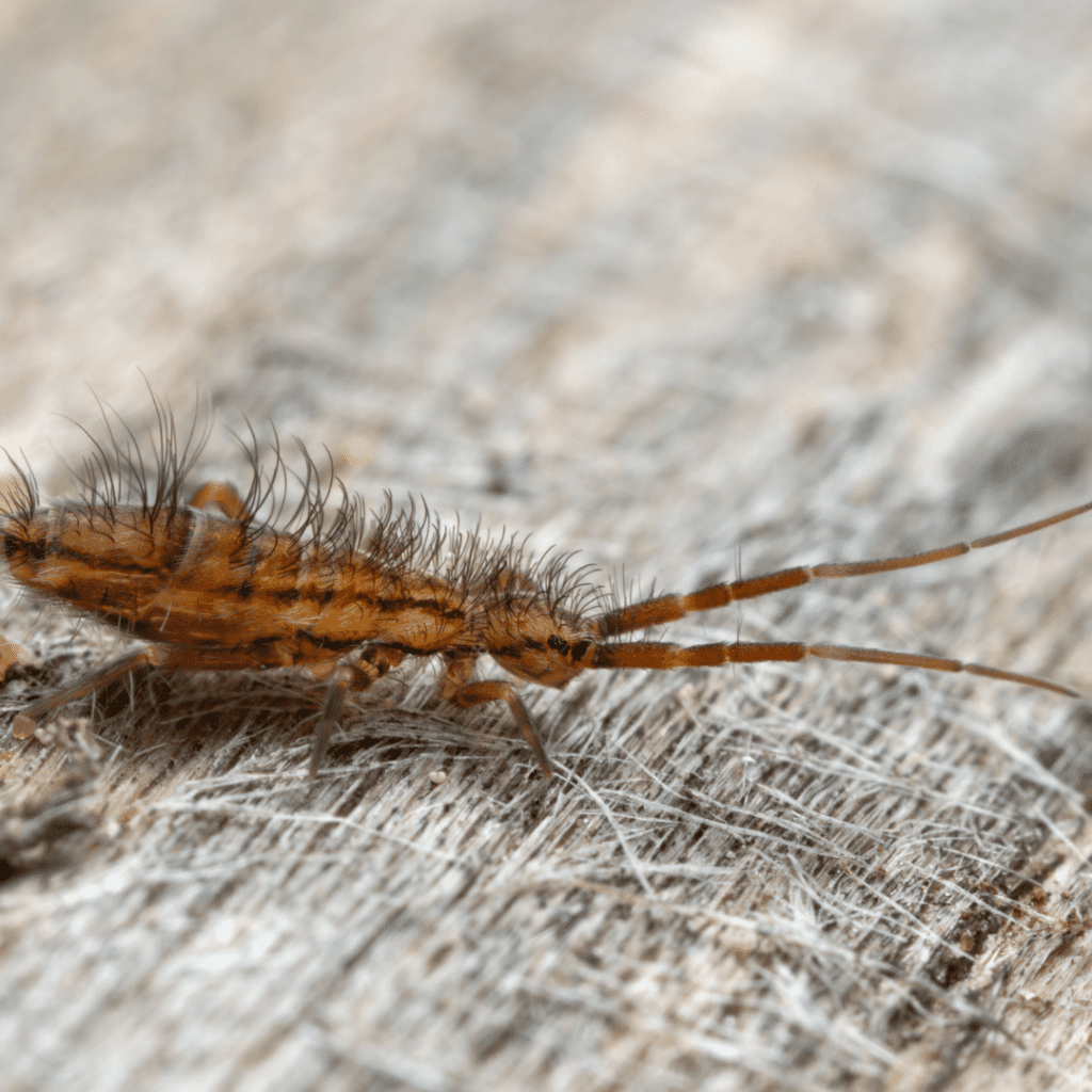 Do Springtails Bite? | My Pest Pros Do Springtails Bite? | My Pest Pros