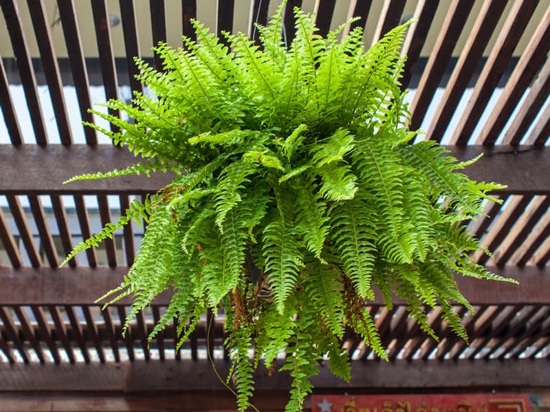 How Often Should You Water Ferns? - Cutting Edge Plants
