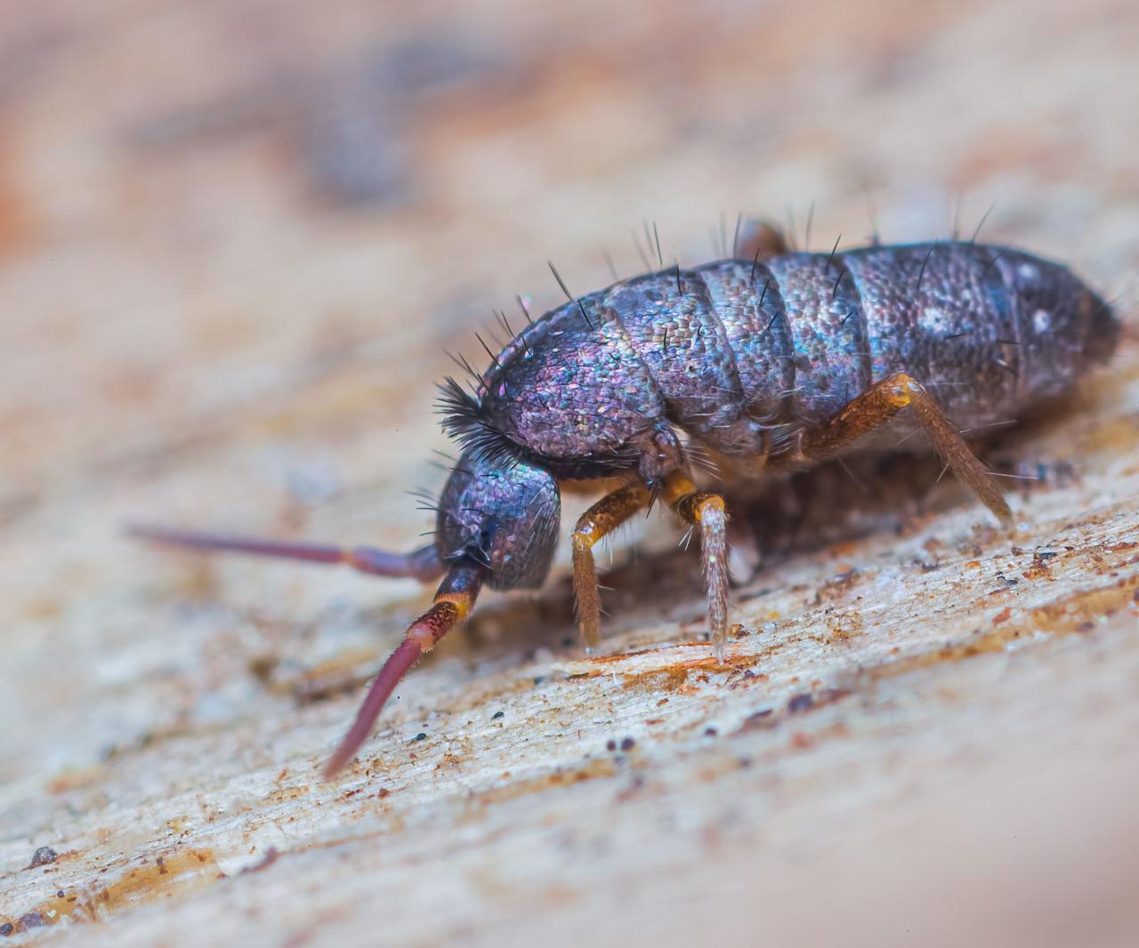 springtail control and treatments for the home yard and garden springtail control and treatments for the home yard and garden