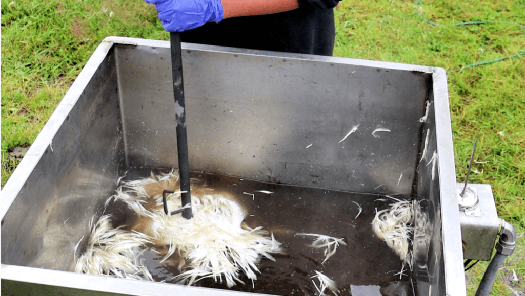 How to butcher a chicken
