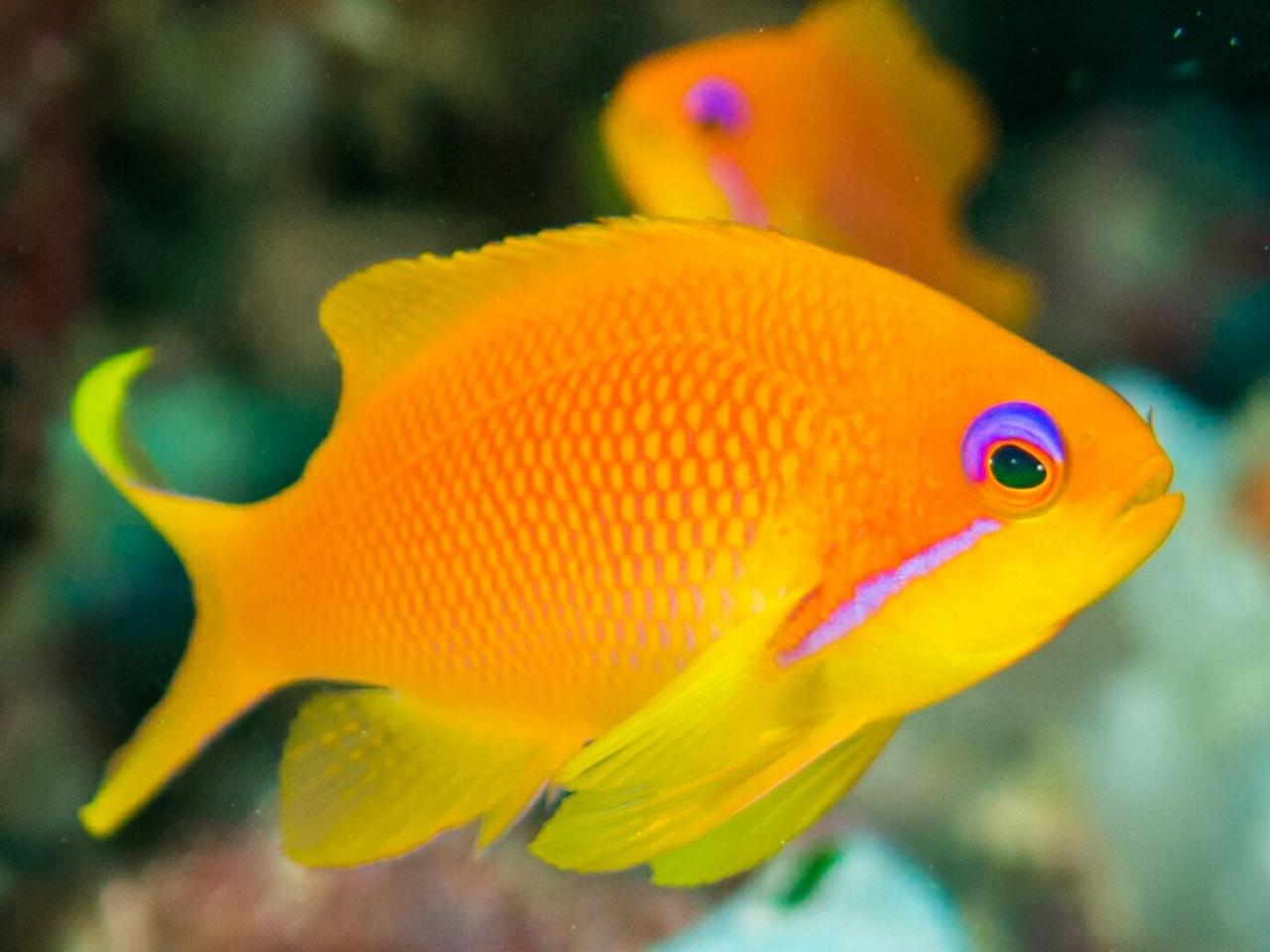 List Of Fish