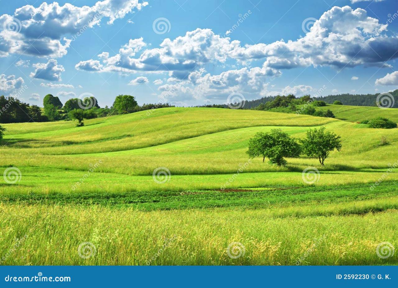 How to field dress a deer