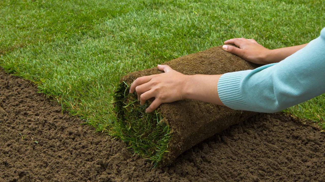 How to sod st augustine grass new lawn