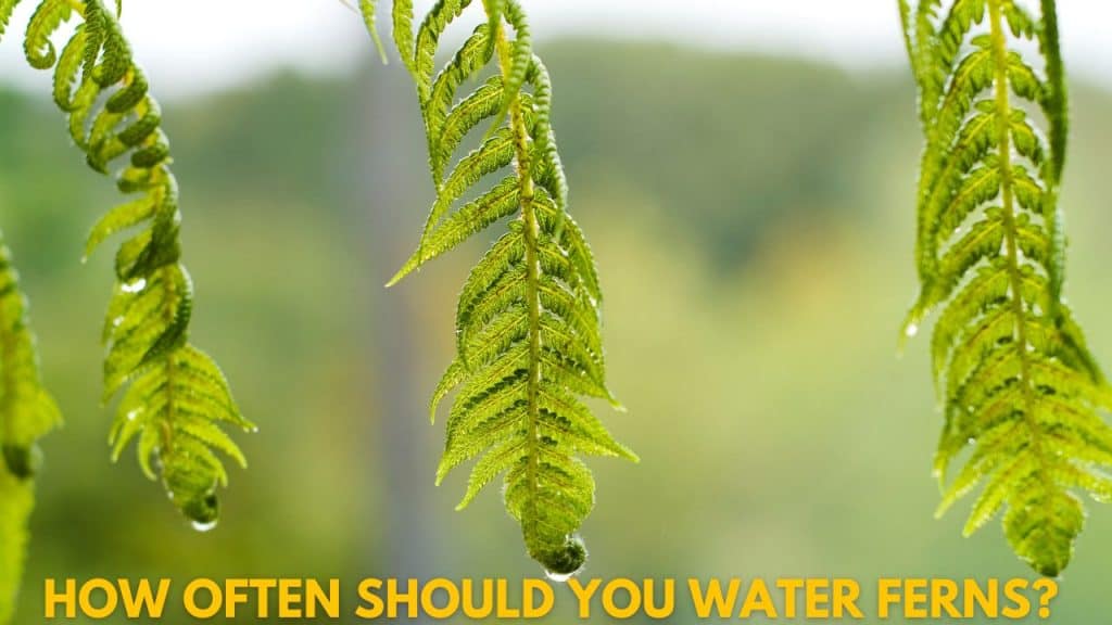 How Often To Water Ferns? (Indoors and Outdoors) – World of Garden Plants