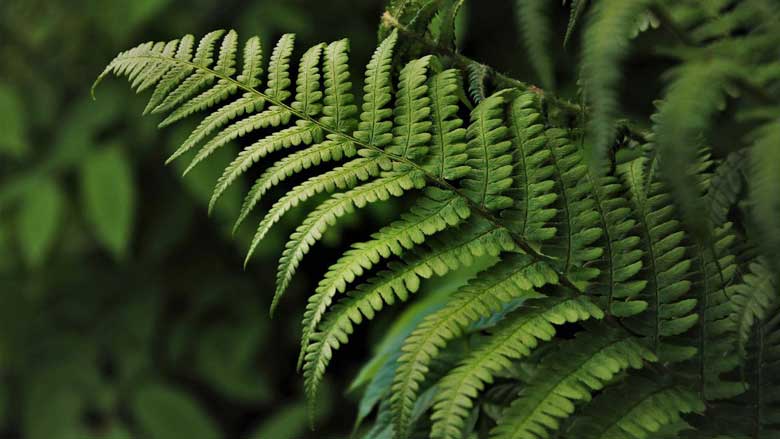 How often to water ferns