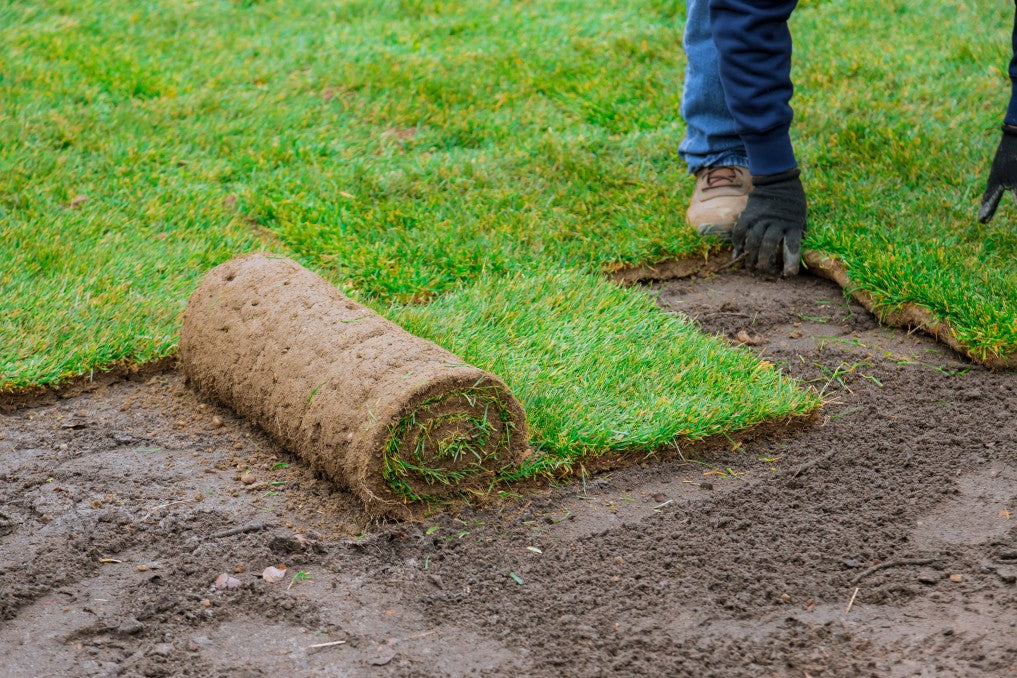 How to sod st augustine grass new lawn