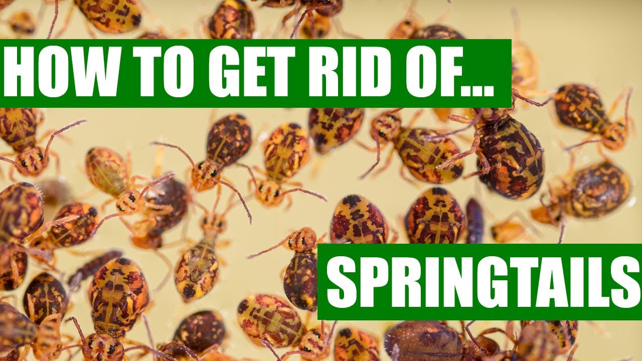 How To Get Rid Of Springtails Guaranteed ( 3 Easy Steps ) - YouTube How To Get Rid Of Springtails Guaranteed ( 3 Easy Steps ) - YouTube
