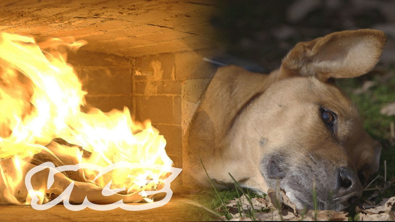 How Much Is It To Cremate A Dog How Much Is It To Cremate A Dog