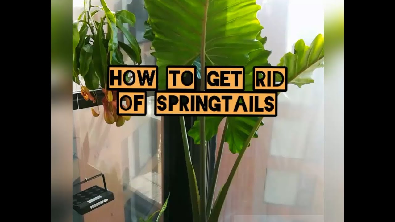 How to get rid of springtail bugs in the house: 4 expert tips | Homes ... How to get rid of springtail bugs in the house: 4 expert tips | Homes ...