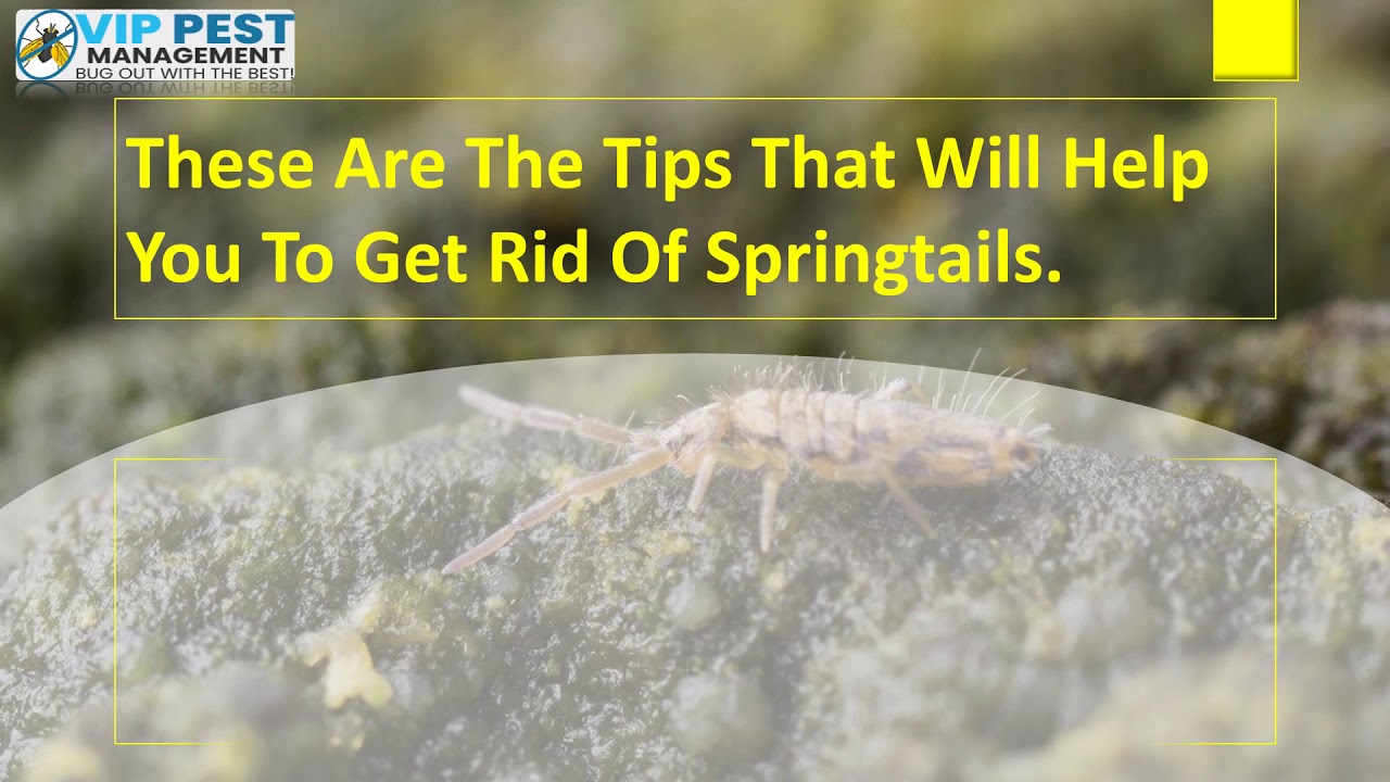 How to Get Rid of Springtails? | How To kill Spring Tails - 2019 - YouTube How to Get Rid of Springtails? | How To kill Spring Tails - 2019 - YouTube