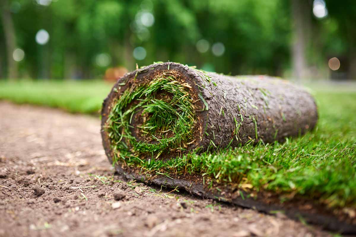 What Is Sod And What Are The Benefits Of Using It In Your Yard Or ...