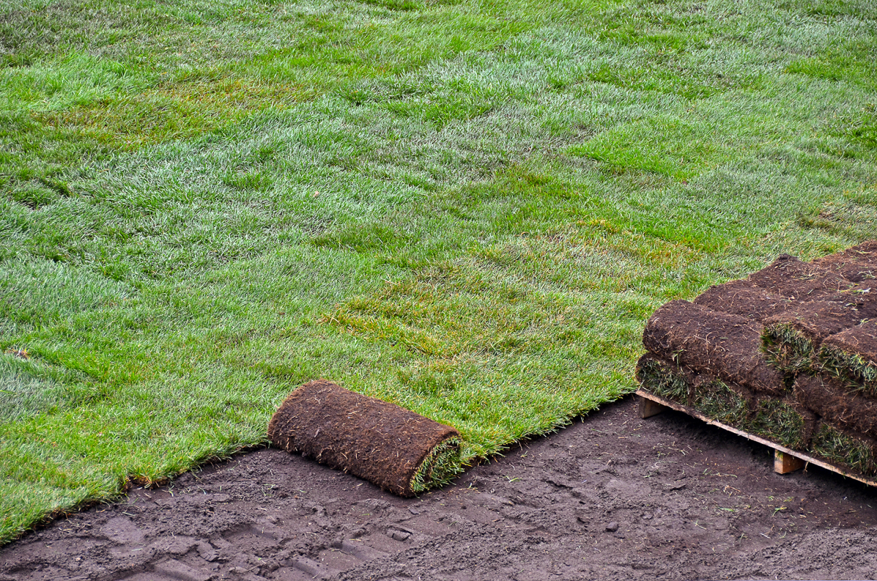 Everything to Know about Sod Grass | Simple Lawn Solutions