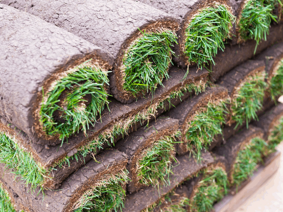 Why Sod Quality Matters - What to Look for in a Local Sod Company ...