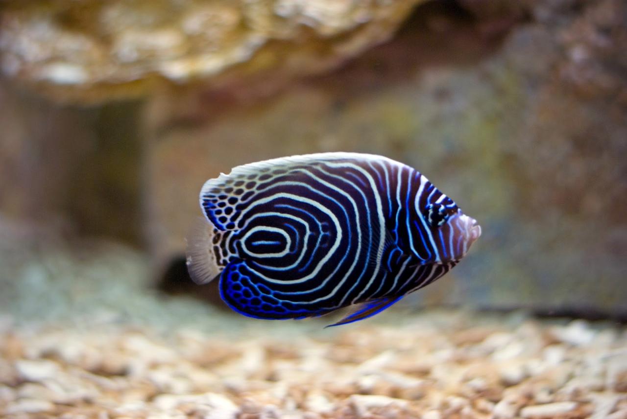 Fish - Wikipedia
