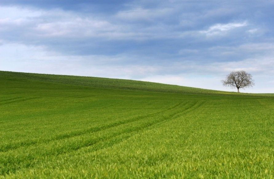 How to field dress a deer